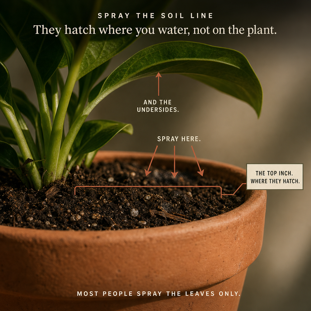 Spray the soil line where fungus gnats hatch, not just the leaves