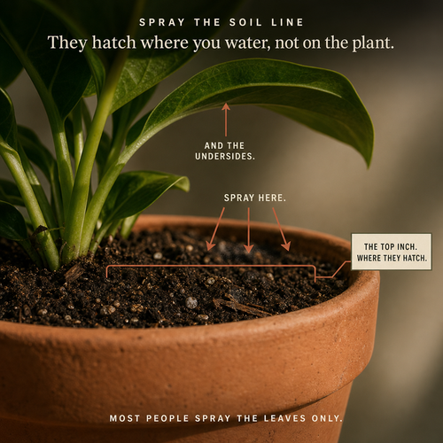 Spray the soil line where fungus gnats hatch, not just the leaves