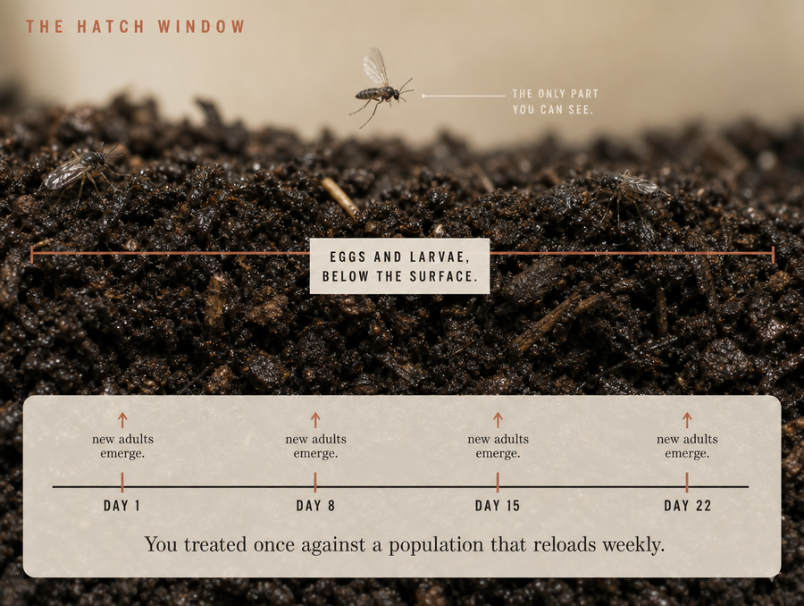 The bugs you see are only the first wave